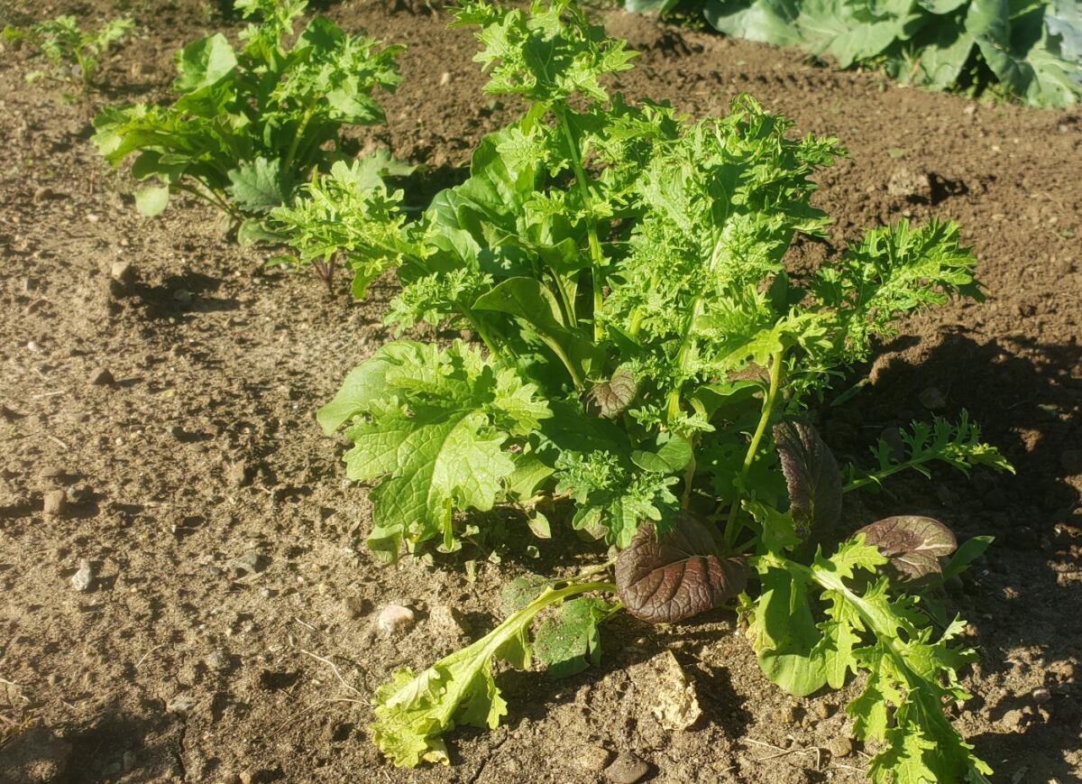 Mesclun Organic Lettuce Mix