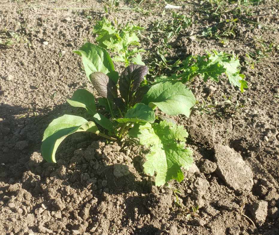 Mesclun Organic Lettuce